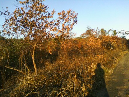 Fogo castiga região que margeia BR-330 (Foto: Ubatã Notícias)