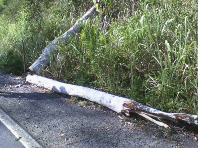 Árvore caiu sobre veículo na BR-330 (Foto: Ubatã Notícias)