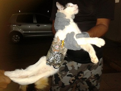 Gato foi apreendido por policiais no dia 30 de dezembro