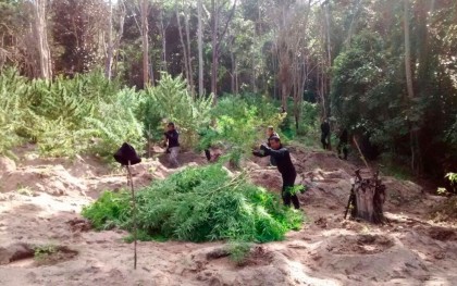 Plantação de maconha foi encontrada na cidade de Esplanada (Foto: Divulgação/Polícia Civil) 