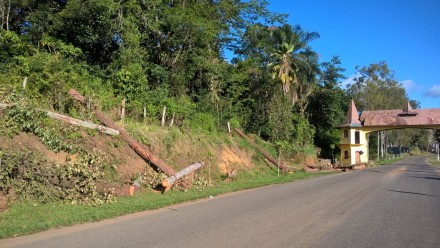 Eucaliptos foram derrubados na entrada da cidade (Foto: Divulgação)