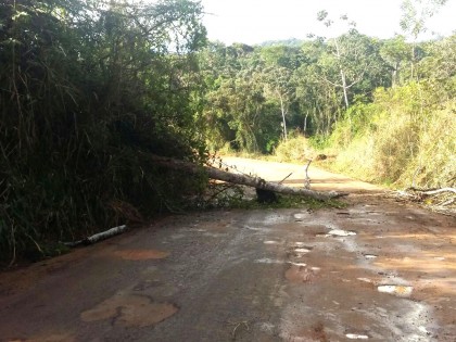 Árvore caiu em trecho sinuoso da BA-652 (Foto: Internauta/Ubatã Notícias)