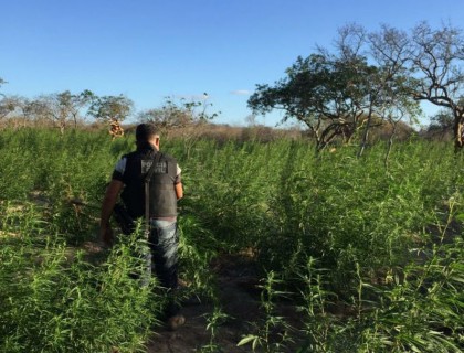 Cerca de 14 mil pés de maconha foram encontrados em Juazeiro e Abaré (Foto: Divulgação) 
