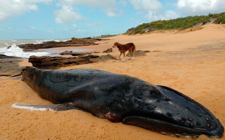 Baleia jubarte encontrada morta em Porto Seguro, no sul da Bahia (Foto: Genival Conceição/Arquivo Pessoal) 