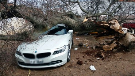 BMW atingida por árvore de grande porte (Foto: José Augusto)