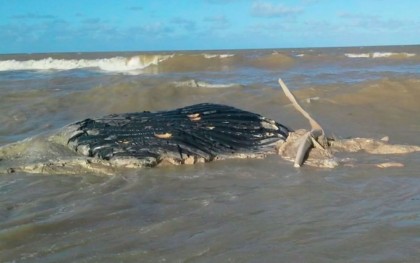 Baleia encalhou e morreu em praia do sul da Bahia (Foto: Reprodução/TV Bahia) 