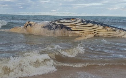 Baleia com cerca de 10m é encontrada morta em Trancoso (Foto: Uemisson Dos Anjos)