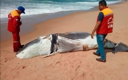 Filhote de baleia jubarte foi encontrado morto em praia (Foto: Divulgação)