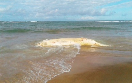 Baleia foi achada na praia de Itacimirim (Foto: Divulgação/Prefeitura de Camaçari) 