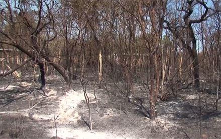 Reserva ambiental da fazenda ficou destruída pelo fogo (Foto: Reprodução/ TV Bahia) 