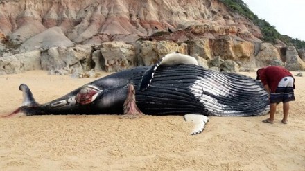 Baleia jubarte encalha em praia de Trancoso, no extremo sul do estado (Foto: Divulgação)
