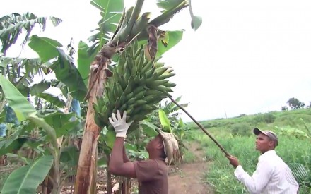Bahia superou Minas na produção de frutas (Foto: Reprodução/TV Bahia) 