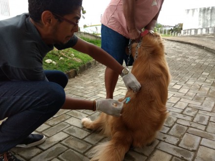 Cão sendo imunizado contra a raiva (Foto: Ubatã Notícias)