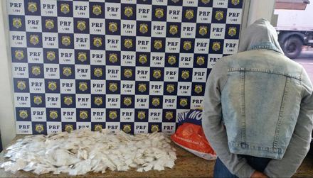 Papelotes de cocaína apreendidos durante fiscalização da PRF (Foto: PRF)