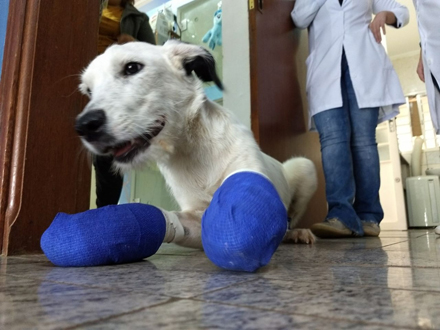 Cachorro Pingo teve as almofadas das patas mutiladas em Araraquara (Foto: Arquivo Pessoal) 